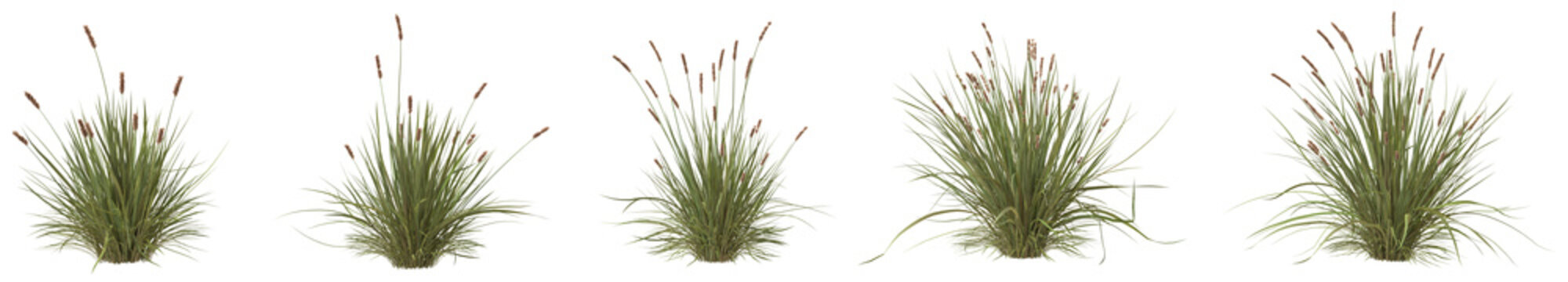 Set of Carex brunnea or Brown sedge plant with isolated on transparent background. PNG file, 3D rendering illustration, Clip art and cut out