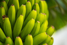 Green Bananas Close-up
