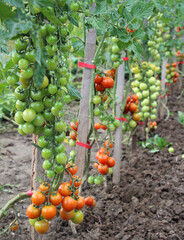 Wall Mural - Cherry tomatoes grow in open ground