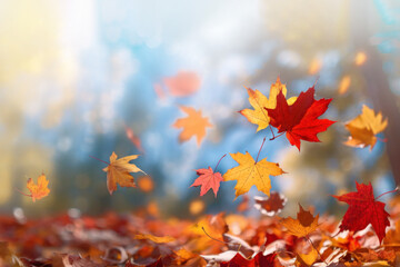 Wall Mural - close up on multicolored maple leaves falling to the ground with vibrant autumn park background out 