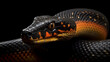A black and orange snake