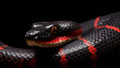 A black and red snake