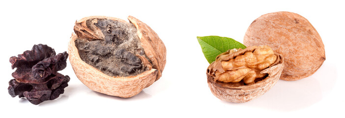 Wall Mural - two spoiled walnuts with mold isolated on white background closeup