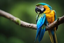 Blue And Yellow Macaw Generated By AI Technology	