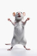 A cute domestic rat on white background. Pet and care. Rodents, home rats. Overexposure of animals. Pet shop, veterinary medicine