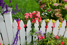 White Picket Fence Holding Back The Flowers In The Garden
