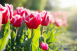 Beautiful pink tulip flowers growing in field on sunny day, closeup. Space for text