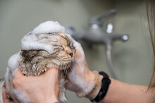 Woman Shampooing A Tabby Gray Cat In A Grooming Salon. 
