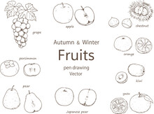 秋と冬のフルーツのペン画セット