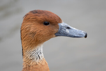 Wall Mural - A close up profile portrait of fulvous whistling duck which just shows the head and neck or the bird