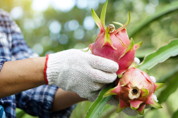 Wall Mural - Close up farmer hands wears white gloves, picking, harvesting dragon fruits in garden. Concept, agriculture occupation. Thai farmer grow organic fruits for eating, sharing or selling in community.    