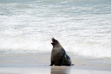 Wall Mural - the male sea lion is all grey except for a patch of brown on their forhead