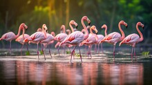  A Group Of Pink Flamingos Standing In The Water Together.  Generative Ai