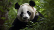 panda bär tier china bambus giant tierpark
