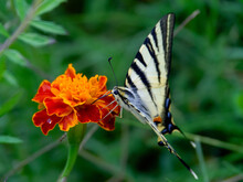 Close View Of A Scarce Swallowtail Butterfly (Iphiclides Podalirius) Feeding On Marigold Flower