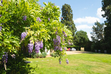 Shallow Focus Of Wisteria Seen Growing In The Garden Of A Large Country House In England.