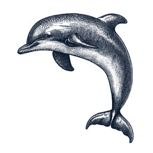 Dolphin Crosshatch Style Illustration 