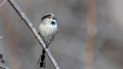 Wall Mural - Real wild life bird photographs i took in Türkiye.