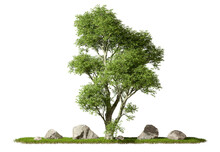 Cutout Tropics Greenery Jungle Tree And Rock On Grassy Scene Transparent Backgrounds 3d Rendering Png