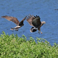 Wall Mural - Endangered Snail Kite Paynes Prairie Preserve State Park Gainesville La Chua Trail Florida