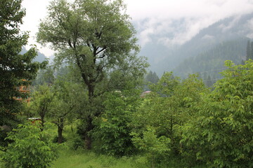 Scenic view of the natural beauty of Tao Butt, Neelum Valley, Kashmir.  Tao Butt is famous for its lush green trees and natural beauty.