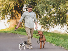 Charming Dog, Pretty Little Puppy And Attractive Man Walking In The Park Against The Backdrop Of Trees On A Clear, Sunny Day. Closeup, Outdoor. Day Light. Concept Of Care, Training And Raising Pets