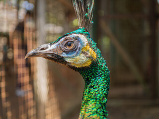 Wall Mural - Peafowl is a common name for three bird species in the genera Pavo and Afropavo within the tribe Pavonini of the family Phasianidae (the pheasants and their allies).