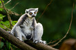 Portrait of Ring tailed lemur
