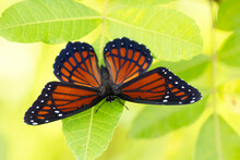 A Beautiful Orange And Black Butterfly, Which I'm Tentatively Identifying As A Viceroy (Limenitis Archippus). Check ID With An Expert Source If Accuracy Is Important To Your Project.