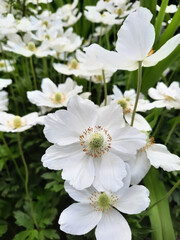 Wall Mural - White garden flowers