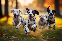 Cute Funny Dalmatian Dogs Group Running And Playing On Green Grass In Park In Autum | Generative AI