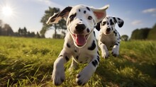 Nice Funny Dalmatian Dogs Group Running And Playing On Green Grass, Sunny Day