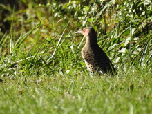 A Female Northern Flicker Woodpecker On The Ground, Foraging The Grass In Search Of Insects To Eat. Elkton, Cecil County, Maryland.