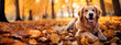 Happy golden retriever dog on Autumn nature background, wide web banner. Autumn activities for dogs. Fall Care Advice For Dogs. Preparing dog for walks in autumn and fireworks.