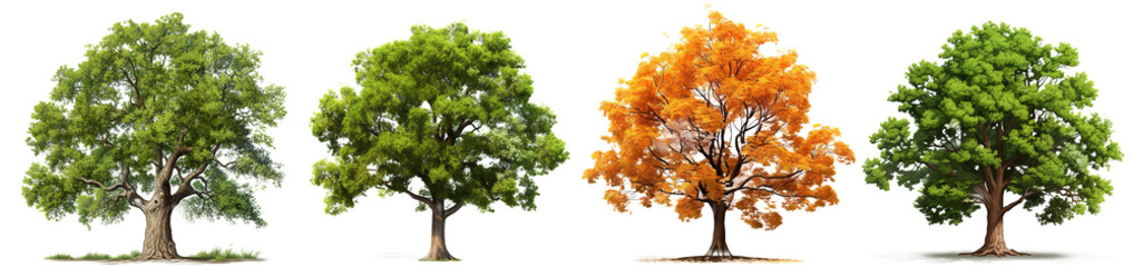 Collection of Isolated Trees. Suitable for use in architectural design or Decoration work. Isolated on transparent background