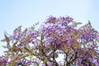 Wisteria Spring Lilac Blossom