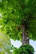Spring Chestnut Tree with BirdHouse