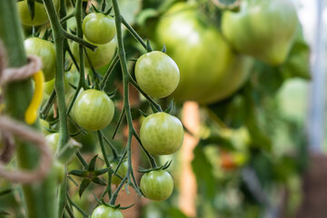 Aufkleber - A lot of green tomatoes on a bush in a greenhouse. Tomato plants in greenhouse. Green tomatoes plantation. Organic farming, young tomato plants growth in greenhouse.