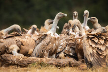 
Vultures, Scavenging Birds In Northern Spain