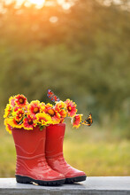 Red Rubber Boots With Gaillardia Flowers Bouquet And Butterflies In Garden, Natural Abstract Background. Summer Or Autumn Season. Rustic Composition With Flowers. Copy Space. Template For Design