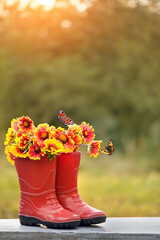 Sticker - red rubber boots with Gaillardia flowers bouquet and butterflies in garden, natural abstract background. summer or autumn season. rustic composition with flowers. copy space. template for design