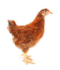 Wall Mural - Brown hen isolated.