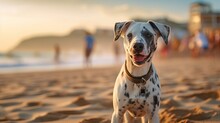 Dalmatian Dog On Beach: Sand And Sea Background