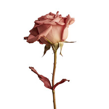 Studio Photo Of A Dried Rose On Valentine S Day