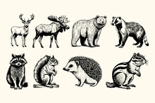 Wild Woodland Animals Vintage Woodcut Style Drawing Vector