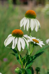 Wall Mural - White coneflower on a background of green leaves.