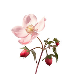 Wall Mural - rose hips bloom alone in darkness