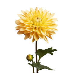 transparent background with a yellow chrysanthemum