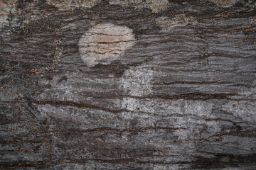 Wall Mural - Natural wood grain texture background.