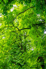 Canvas Print - Viele welke Blätter an Kastanienbaum